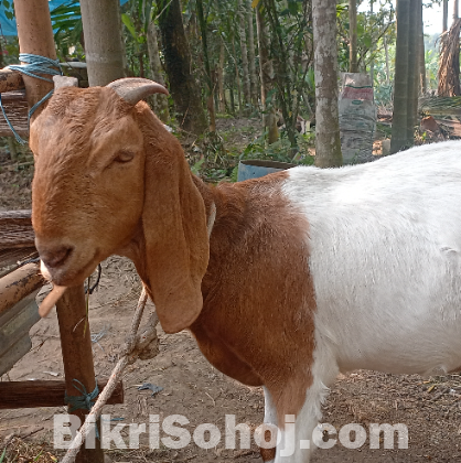 Goat for sale